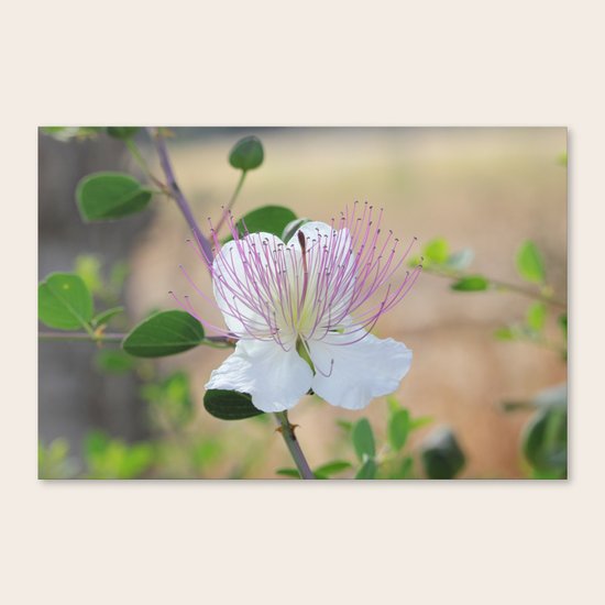 Silent Prayer Canvas Print
