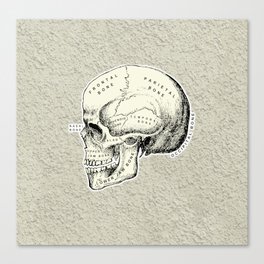 Old School Human Skull with Bones Names. Canvas Print