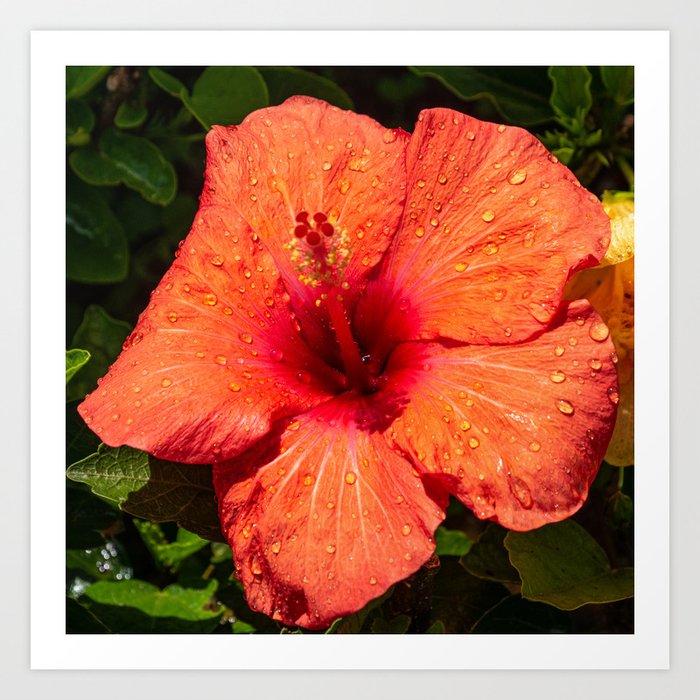 Hibiscus Flower Art Print