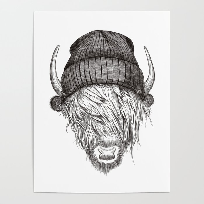 Fresh styled Highland Cattle  Poster