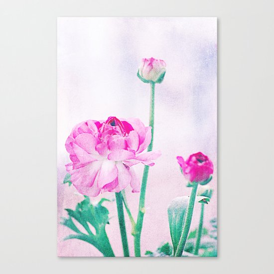 Vintage Ranunculus (7) Canvas Print