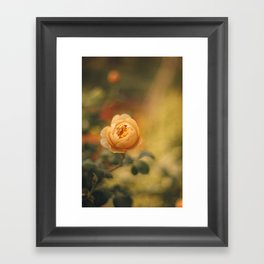 Golden yellow rose | Flower photography | Floral photography Framed Art Print