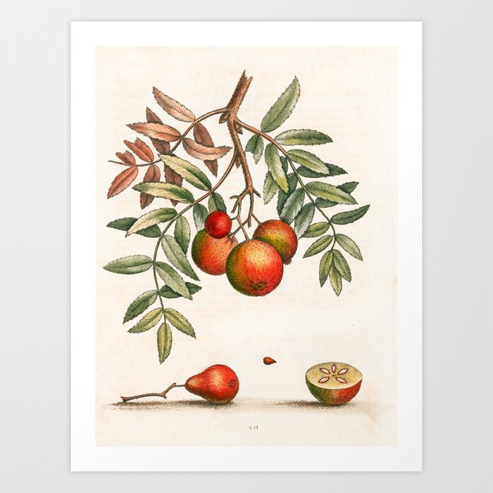 Apple-service by George Edwards, 1758 (benefiting The Nature Conservancy) Art Print