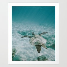 SEA TURTLE Art Print