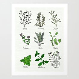 Hierbas de Cocina - kitchen herbs Art Print | Oregano, Dragon, Cebollino, Chives, Herbs, Rosemary, Basil, Albahaca, Thyme, Kitchenherbs 