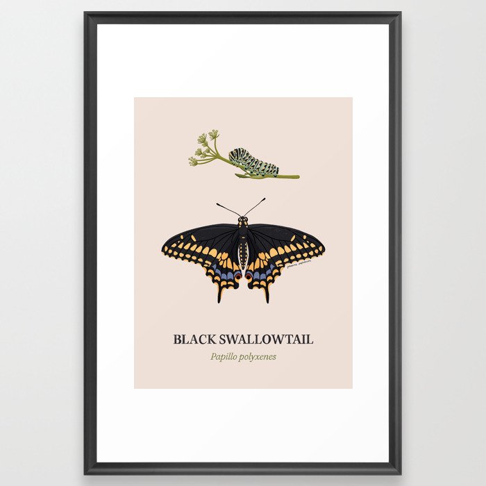 Black Swallowtail Framed Art Print