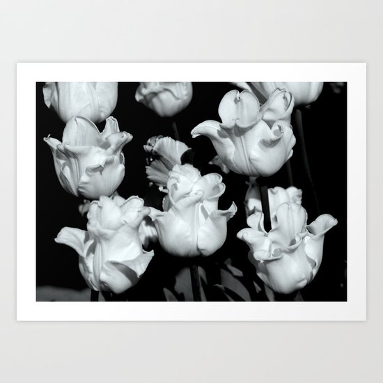 White tulips Art Print