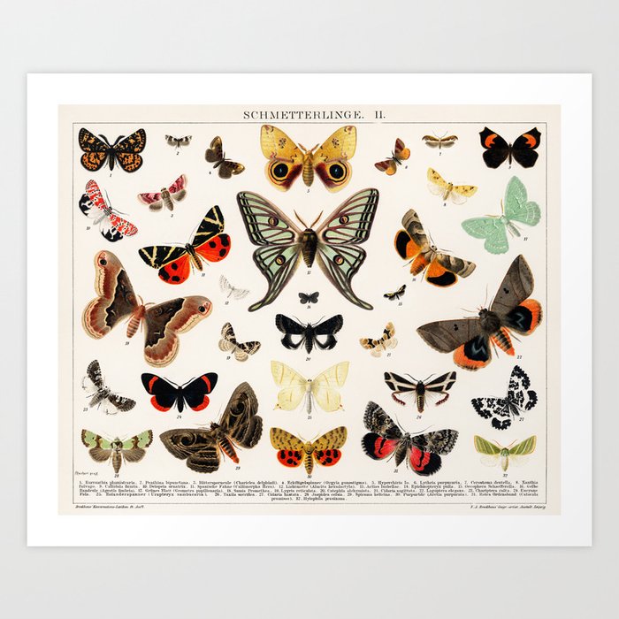 Butterfly Butteflies Mariposa Mariposas Papillon Papillons - Vintage Book Illustration Art Print