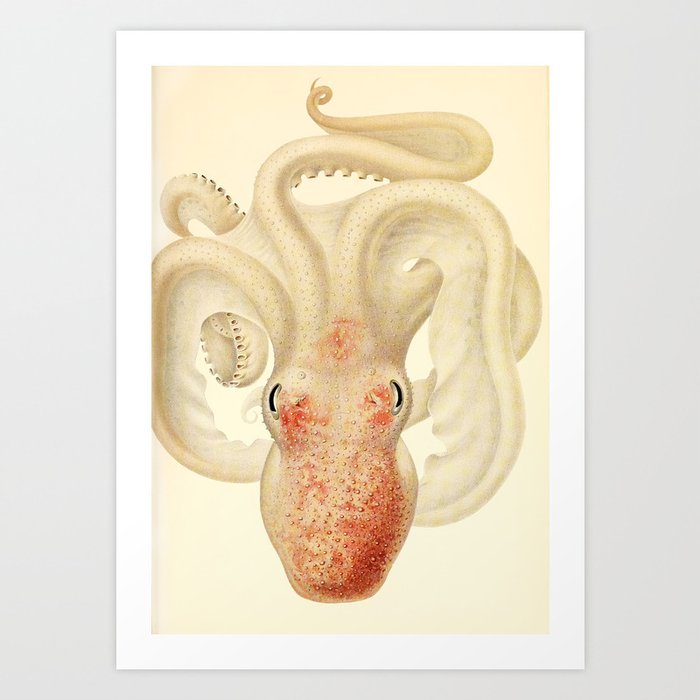 Art by Friedrich Wilhelm Winter from "Cephalopod Atlas" by Carl Chun, 1910 (benefitting Greenpeace) Art Print