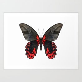 Scarlet Mormon Butterfly Art Print