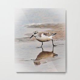 Sanderling Antics on the Shore Metal Print | Reflection, Hdr, Cute, Colorful, Blue, Animal, Shorebird, Sanderling, Sand, Antics 
