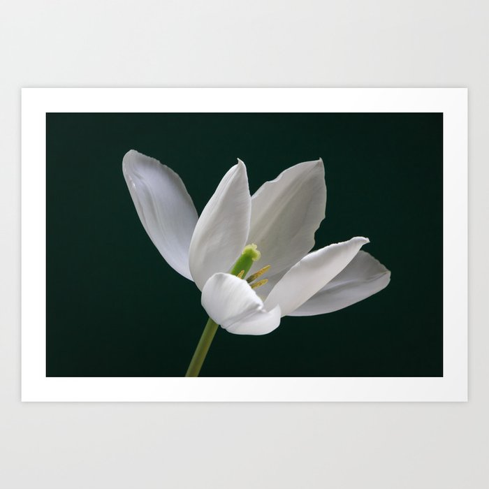 White Tulip Minimalism 1 Art Print