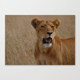 lion facing you Canvas Print