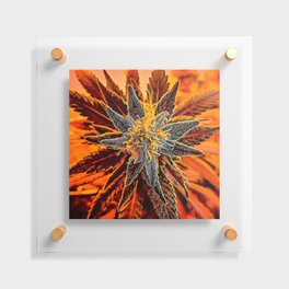 Morning Stars (of cannabis) Floating Acrylic Print