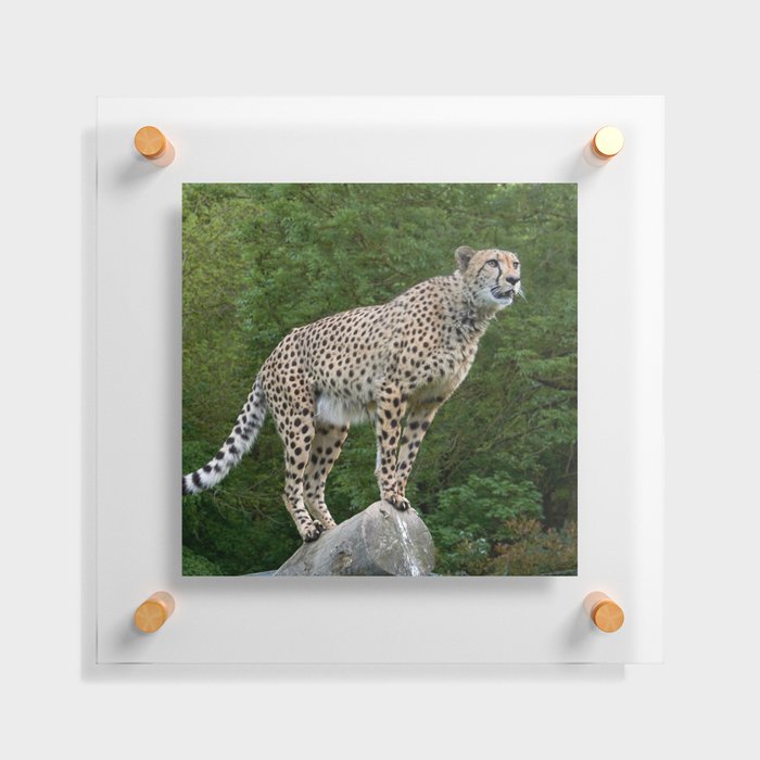 South Africa Photography - Majestic Cheetah Standing On A Log Floating Acrylic Print