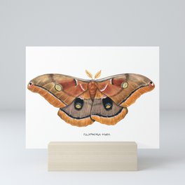 Polyphemus Moth (Antheraea polyphemus) II Mini Art Print