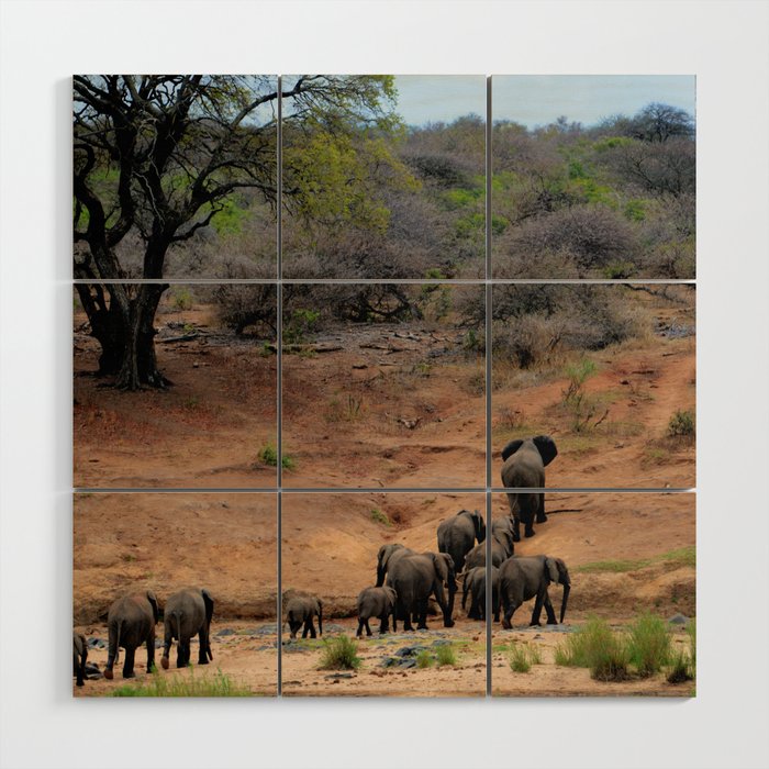 South Africa Photography - A Herd Of Elephants Wood Wall Art