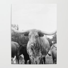 Texas Longhorn and Friends Poster