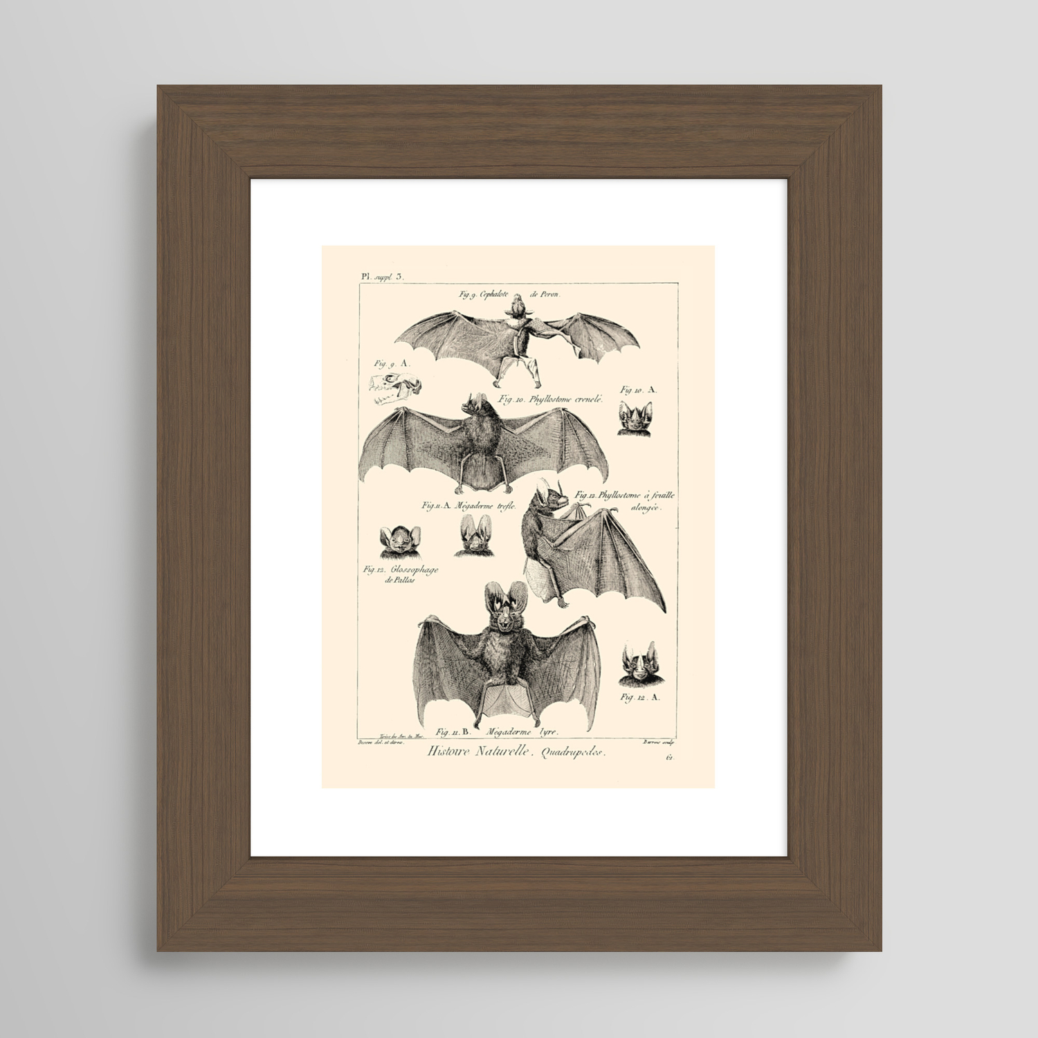 Vintage Bat Diagram Framed Art Print