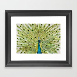 peacock Framed Art Print