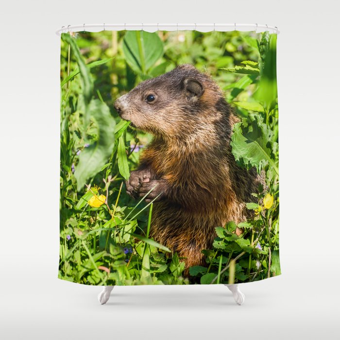 Groundhog Pop-up, Cute Animal Photograph Shower Curtain
