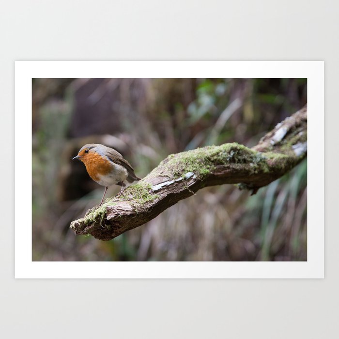 Robin on a Branch | Madeira Art Print