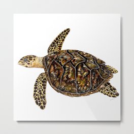 Hawksbill sea turtle (Eretmochelys imbricata) Metal Print | Gift, Realism, Turtles, Biologist, Illustration, Tortoises, Tortoise, Reptiles, Painting, Marinebiology 