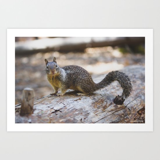 Squirrel Art Print