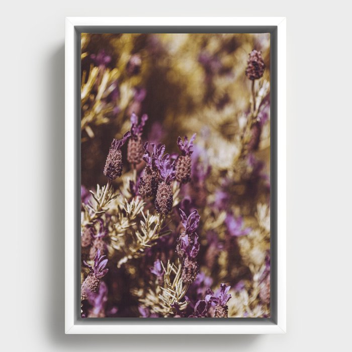 french lavender garden Framed Canvas