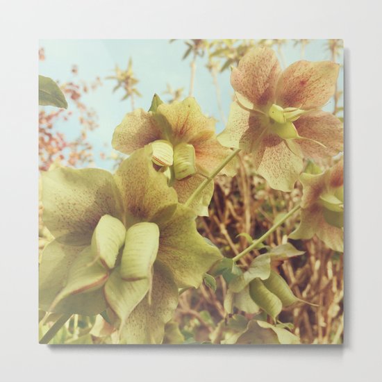 Spring Hellebore Metal Print
