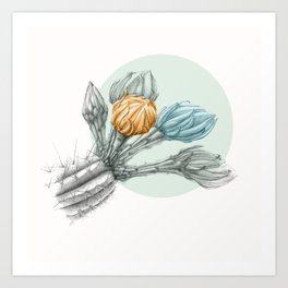 Cactus in Bloom — Graphite Pencils and Digital Art Print