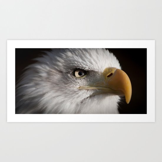 Bald Eagle Art Print