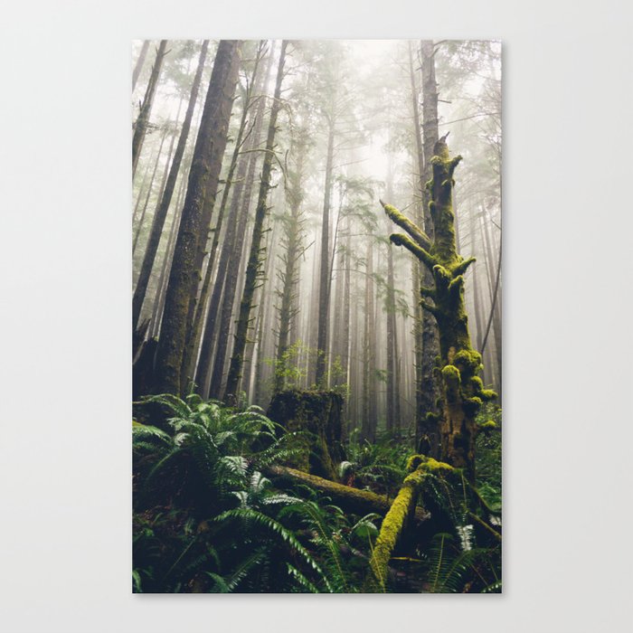 Rainforest Fog Canvas Print