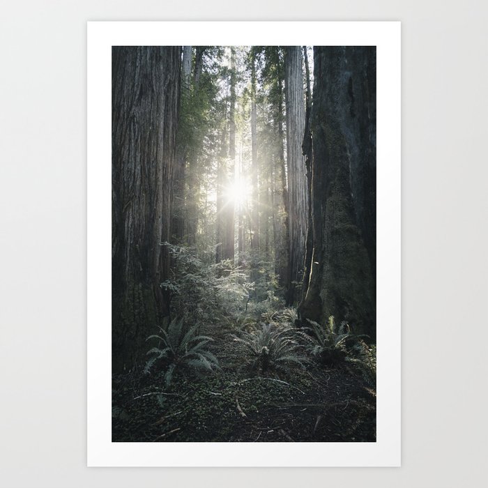 ferns and forest flare Art Print