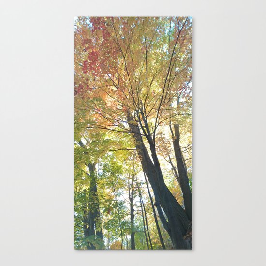 Canopy Canvas Print