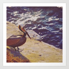 Pacific Pelican Art Print