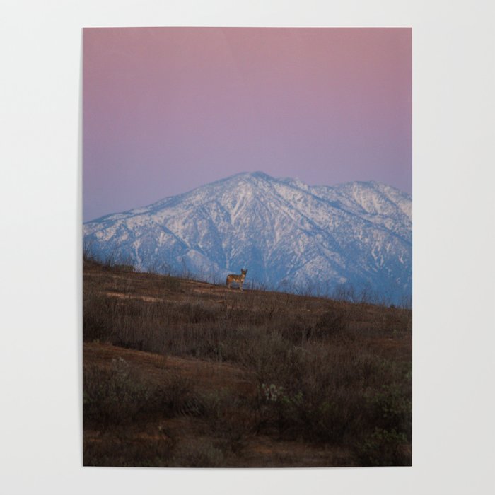 Coyote Mountain Poster