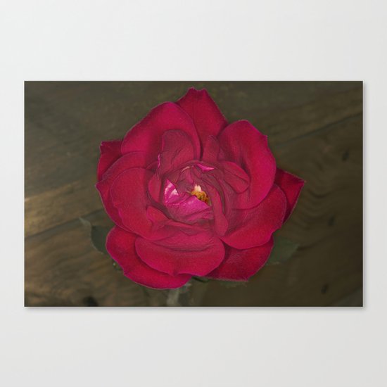 Red Rose in bloom Canvas Print