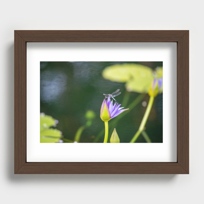 Dragonfly Recessed Framed Print