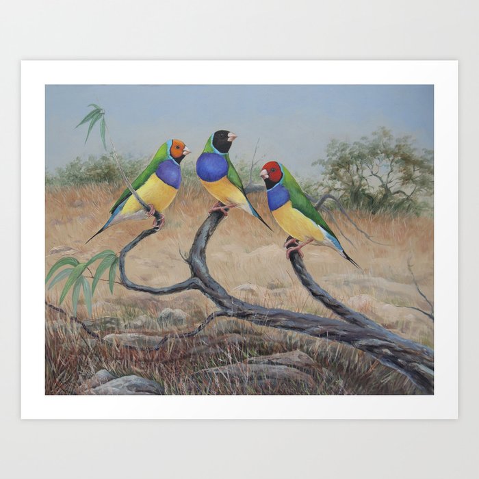 Colorful tropical songbirds, Gouldamadines Art Print