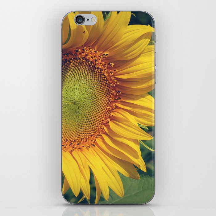 Beautiful sunflower blooming flower in the morning summer day iPhone Skin