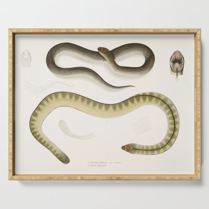 Penang Hypserina & Hardwicke's Short Sea Snake Serving Tray