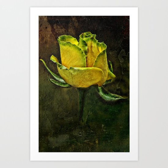 Rose Of Yellow Art Print