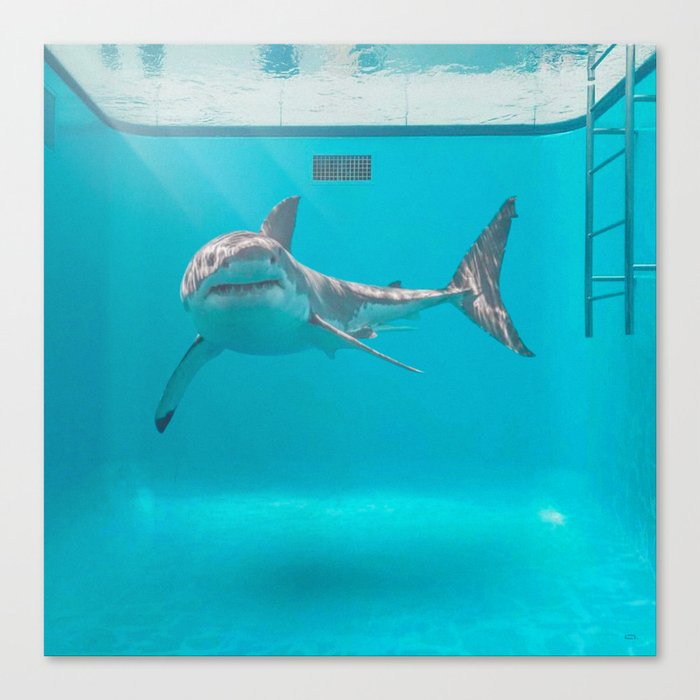 Shark in the pool Canvas Print