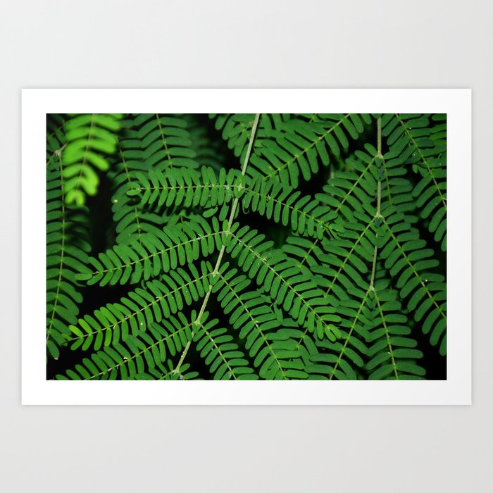 Green Mimosa Art Print