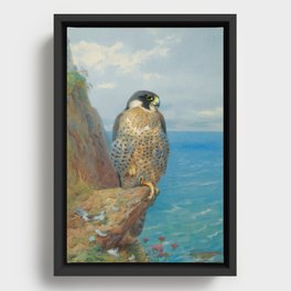 Peregrine at Auchencairn by Archibald Thorburn, 1923 (benefitting The Nature Conservancy) Framed Canvas