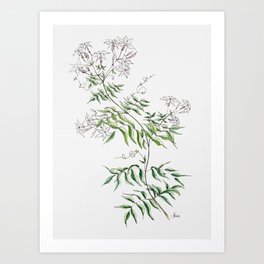 Jasmine Flower Illustration Art Print