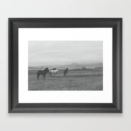 Montana Wild Horses Photography Framed Art Print