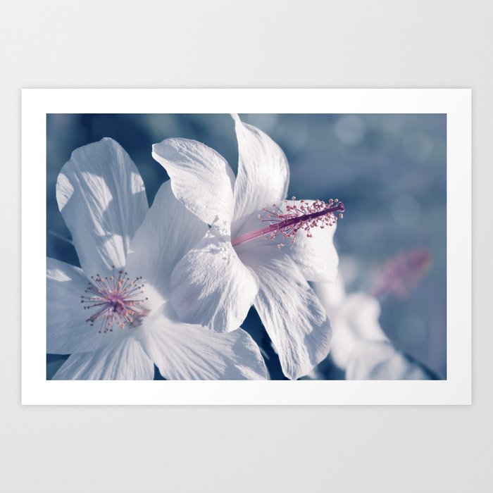 sweet sleep pua aloalo kokio keokeo hawaii white hibiscus flowers Art Print