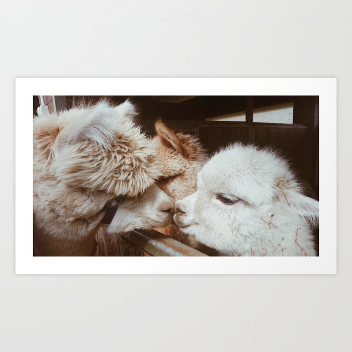 Two Llamas Kissing Cute Little Alpaca Art Print by Divine Store | Society6